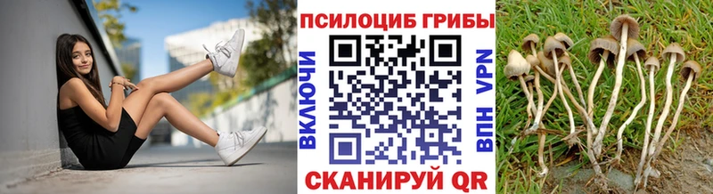 Псилоцибиновые грибы Cubensis сколько стоит Белоозёрский